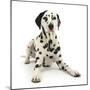 Dalmatian Dog, Jack, 5 Years, With One Black Ear, Lying With Head Up, Against White Background-Mark Taylor-Mounted Photographic Print