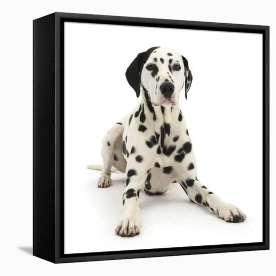 Dalmatian Dog, Jack, 5 Years, With One Black Ear, Lying With Head Up, Against White Background-Mark Taylor-Framed Stretched Canvas