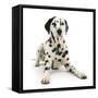 Dalmatian Dog, Jack, 5 Years, With One Black Ear, Lying With Head Up, Against White Background-Mark Taylor-Framed Stretched Canvas