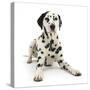 Dalmatian Dog, Jack, 5 Years, With One Black Ear, Lying With Head Up, Against White Background-Mark Taylor-Stretched Canvas