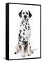 Dalmatian Dog Portrait-Jagodka-Framed Stretched Canvas