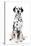 Dalmatian Dog Portrait-Jagodka-Stretched Canvas