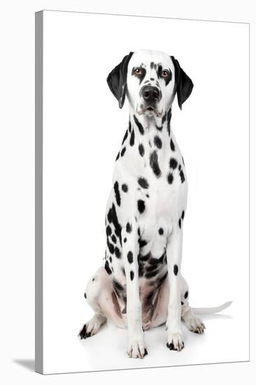 Dalmatian Dog Portrait-Jagodka-Stretched Canvas