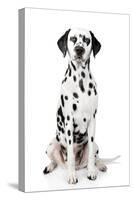 Dalmatian Dog Portrait-Jagodka-Stretched Canvas