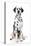 Dalmatian Dog Portrait-Jagodka-Stretched Canvas