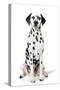 Dalmatian Dog Portrait-Jagodka-Stretched Canvas