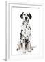 Dalmatian Dog Portrait-Jagodka-Framed Photographic Print