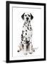 Dalmatian Dog Portrait-Jagodka-Framed Photographic Print