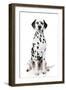 Dalmatian Dog Portrait-Jagodka-Framed Photographic Print