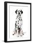 Dalmatian Dog Portrait-Jagodka-Framed Photographic Print