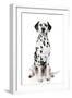 Dalmatian Dog Portrait-Jagodka-Framed Photographic Print