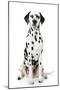 Dalmatian Dog Portrait-Jagodka-Mounted Photographic Print