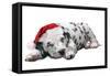 Dalmatian Dog Puppy Asleep, Wearng Christmas Hat-null-Framed Stretched Canvas