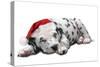 Dalmatian Dog Puppy Asleep, Wearng Christmas Hat-null-Stretched Canvas