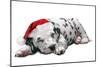 Dalmatian Dog Puppy Asleep, Wearng Christmas Hat-null-Mounted Photographic Print