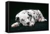 Dalmatian Dog Puppy Asleep-null-Framed Stretched Canvas