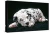 Dalmatian Dog Puppy Asleep-null-Stretched Canvas