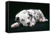 Dalmatian Dog Puppy Asleep-null-Framed Stretched Canvas