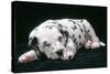 Dalmatian Dog Puppy Asleep-null-Stretched Canvas