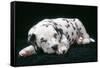 Dalmatian Dog Puppy Asleep-null-Framed Stretched Canvas