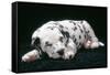 Dalmatian Dog Puppy Asleep-null-Framed Stretched Canvas