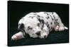 Dalmatian Dog Puppy Asleep-null-Stretched Canvas