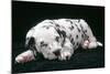 Dalmatian Dog Puppy Asleep-null-Mounted Photographic Print