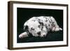 Dalmatian Dog Puppy Asleep-null-Framed Photographic Print