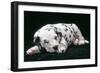 Dalmatian Dog Puppy Asleep-null-Framed Photographic Print