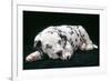 Dalmatian Dog Puppy Asleep-null-Framed Photographic Print