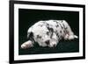 Dalmatian Dog Puppy Asleep-null-Framed Photographic Print