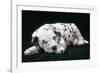 Dalmatian Dog Puppy Asleep-null-Framed Photographic Print