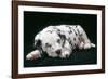 Dalmatian Dog Puppy Asleep-null-Framed Photographic Print