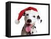 Dalmatian Dog Wearing Christmas Hat-null-Framed Stretched Canvas