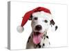 Dalmatian Dog Wearing Christmas Hat-null-Stretched Canvas
