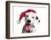 Dalmatian Dog Wearing Christmas Hat-null-Framed Photographic Print