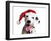 Dalmatian Dog Wearing Christmas Hat-null-Framed Photographic Print