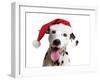 Dalmatian Dog Wearing Christmas Hat-null-Framed Photographic Print