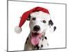 Dalmatian Dog Wearing Christmas Hat-null-Mounted Photographic Print