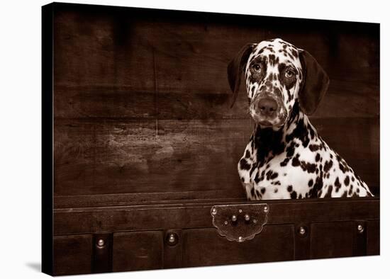 Dalmatian Dog-Maja Hrnjak-Stretched Canvas