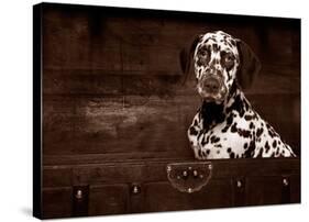 Dalmatian Dog-Maja Hrnjak-Stretched Canvas