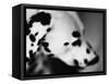 Dalmatian Dog-Henry Horenstein-Framed Stretched Canvas