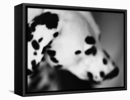 Dalmatian Dog-Henry Horenstein-Framed Stretched Canvas