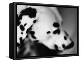 Dalmatian Dog-Henry Horenstein-Framed Stretched Canvas