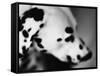 Dalmatian Dog-Henry Horenstein-Framed Stretched Canvas