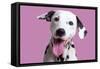 Dalmatian Dog-null-Framed Stretched Canvas