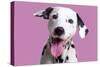 Dalmatian Dog-null-Stretched Canvas