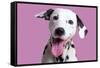 Dalmatian Dog-null-Framed Stretched Canvas