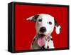 Dalmatian Dog-null-Framed Stretched Canvas