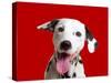 Dalmatian Dog-null-Stretched Canvas